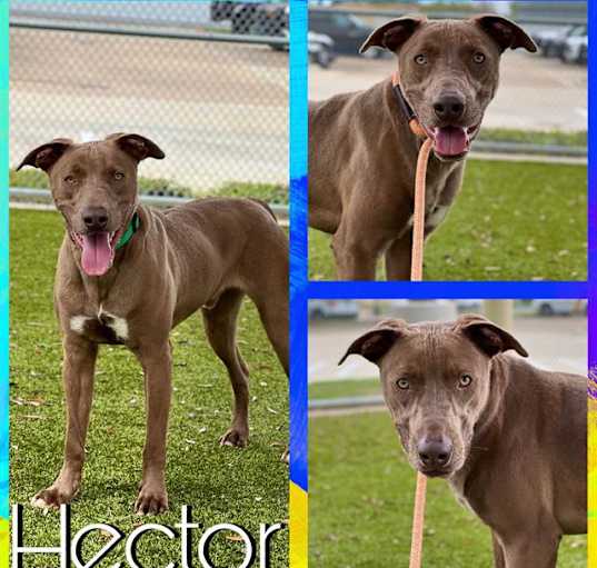 Photo of HECTOR