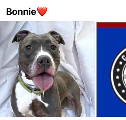 Photo of BONNIE