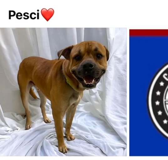 Photo of PESCI