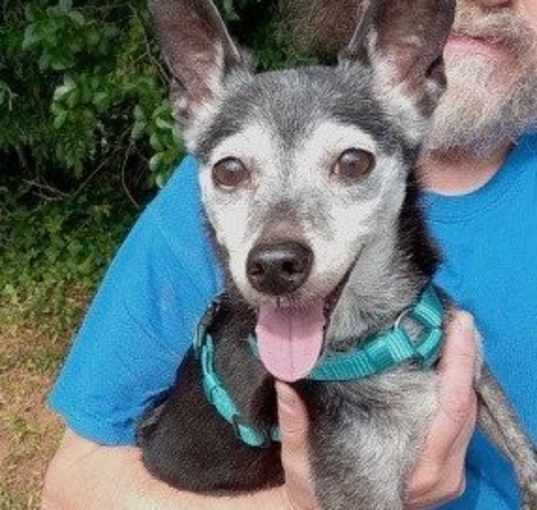 Photo of Jimmy Coming Attraction Great Companion Dog