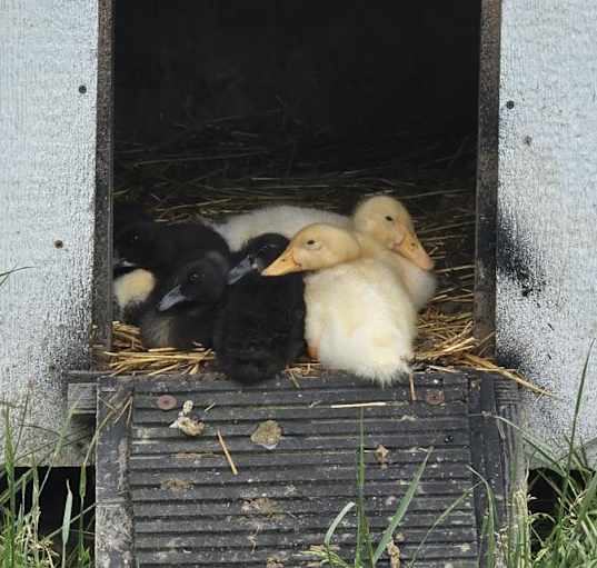 Photo of Ducks Peking and Other