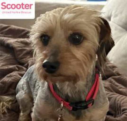 Photo of Scooter