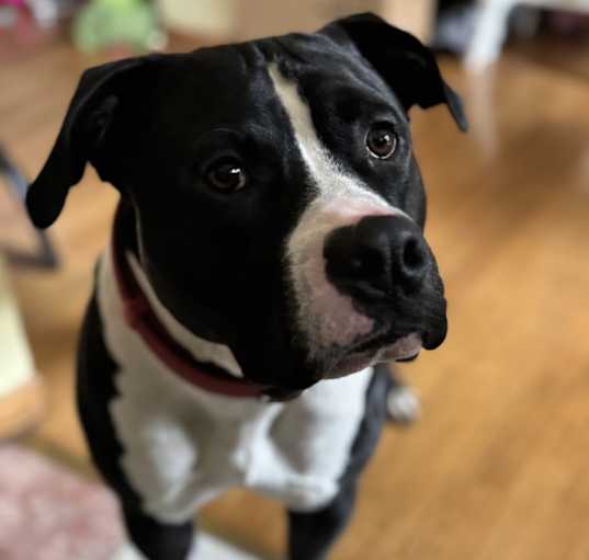 Photo of Bruce