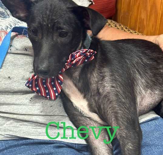 Photo of Chevy