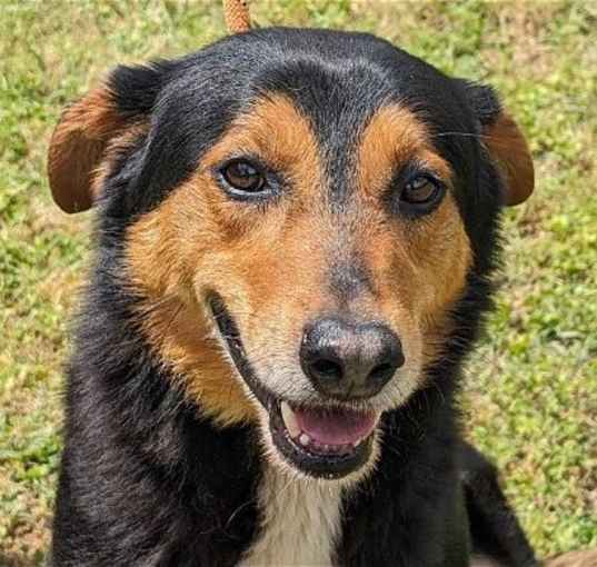 Photo of Romeo
