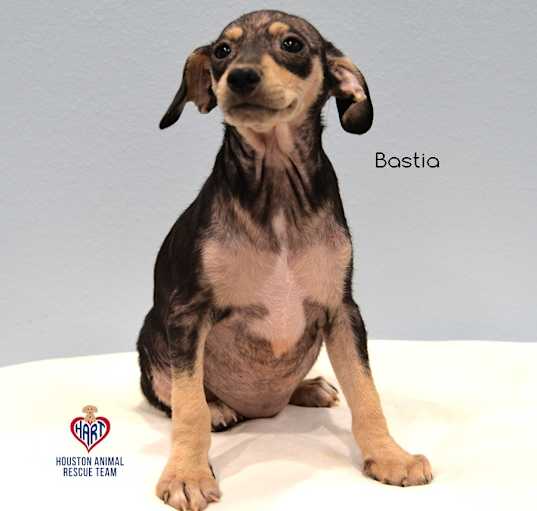 Photo of Bastia