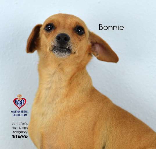 Photo of Bonnie