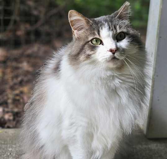 Photo of Mona