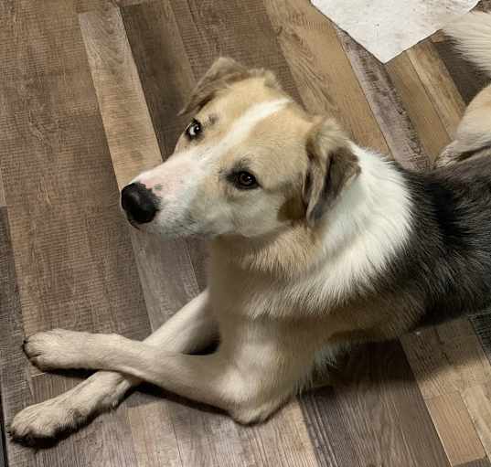 Photo of Remi
