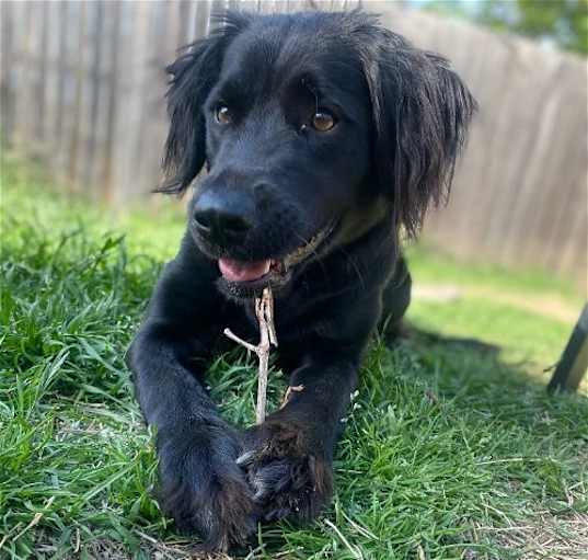 Photo of Frankie