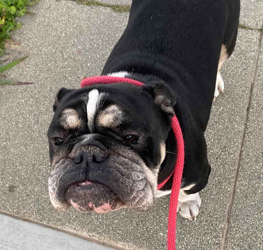 Photo of Bruce
