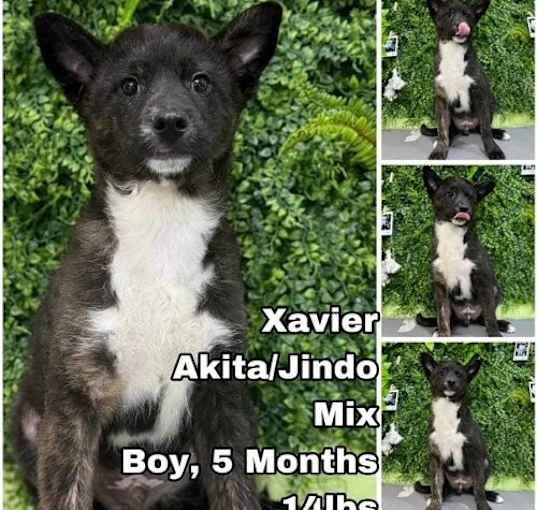 Photo of Xavier from Korea