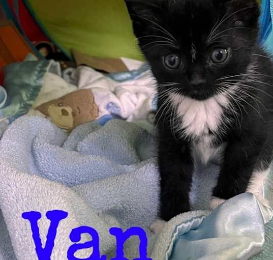 Photo of Kitten: Van *Featured at the Petco in Ellicott City, MD*