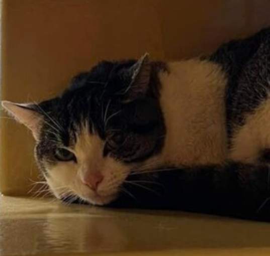 Photo of Gardenia