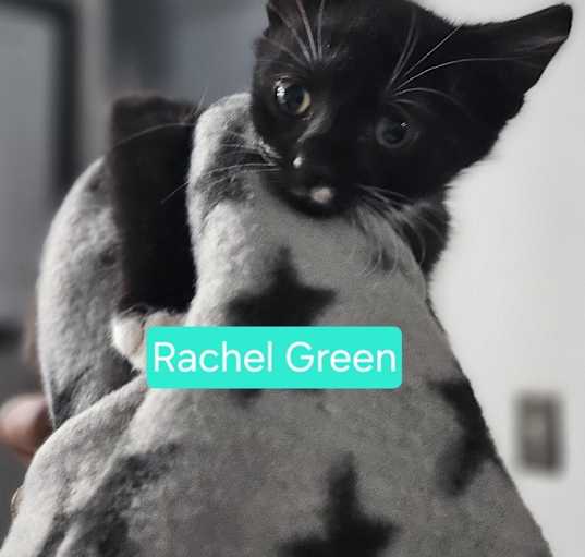 Photo of RACHEL GREEN