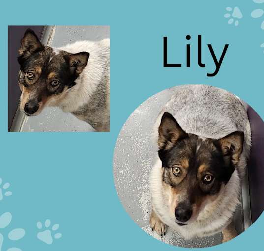 Photo of Lily