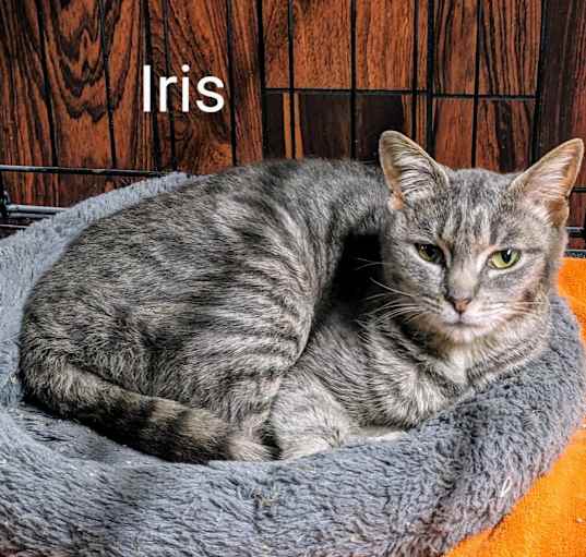 Photo of Iris