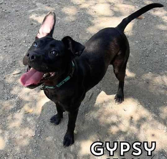 Photo of Gypsy