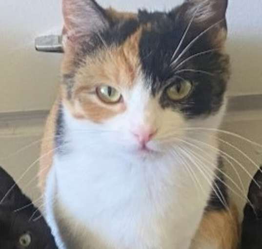 Photo of Amara