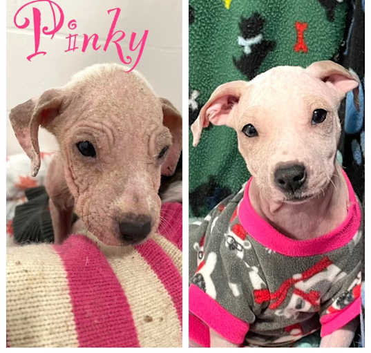 Photo of Pinky