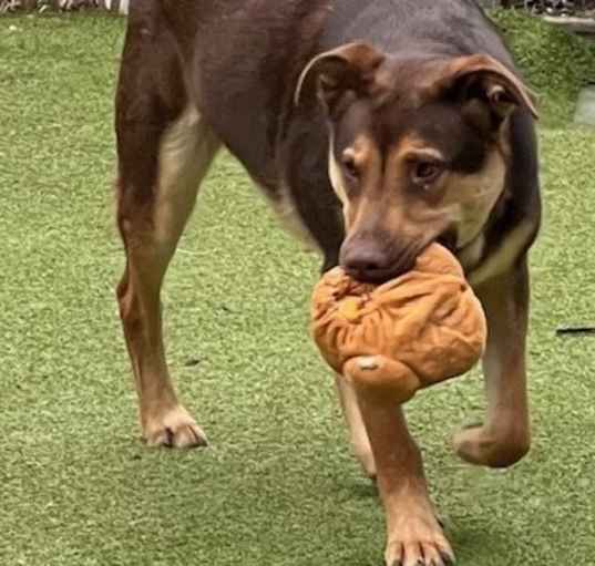 Photo of Rooster from TEXAS