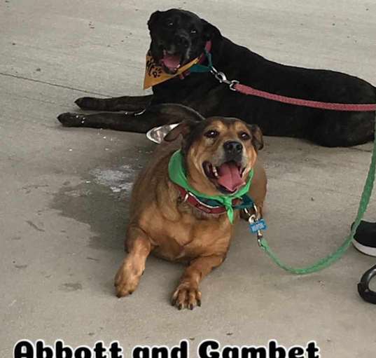 Photo of Abbott & Gambet