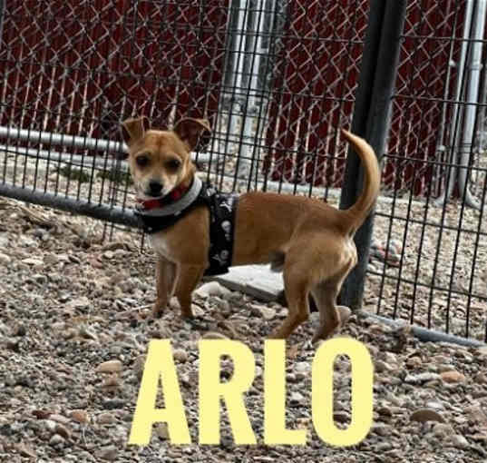 Photo of Arlo