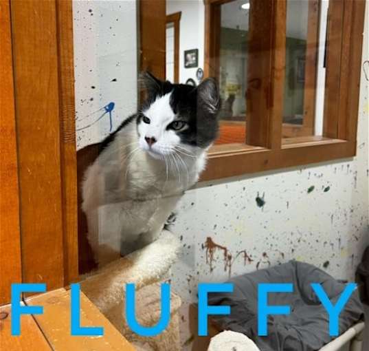 Photo of Fluffy