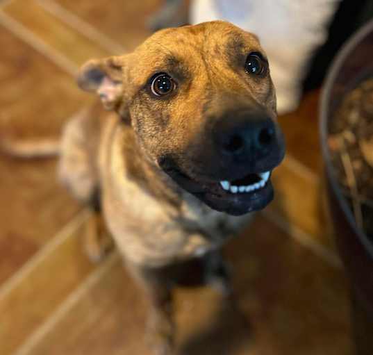 Photo of Tigger