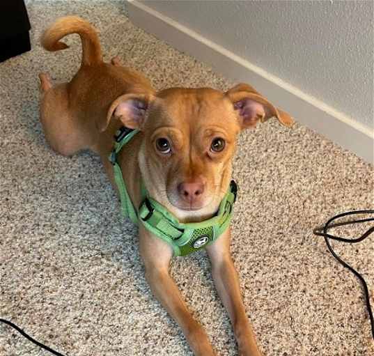 Photo of Benji a Chihuahua-Miniature Pinscher mix mix male