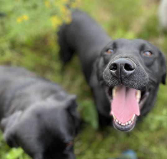 Photo of Enzo (and Ella)