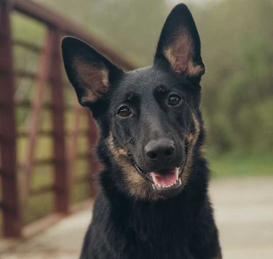 Photo of Nellie