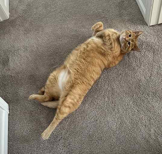 Photo of Chewy