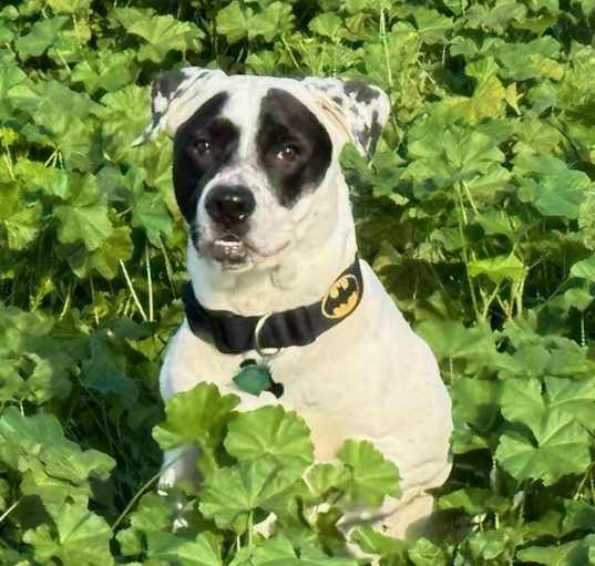 Photo of Bruce