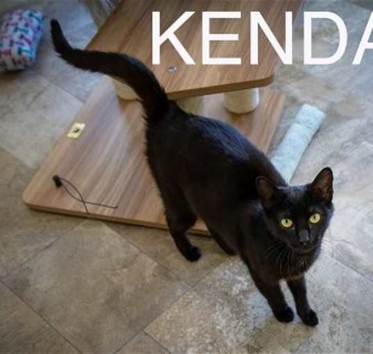 Photo of Kendall (FCID# 05/09/2024 - 48 Trainer) C