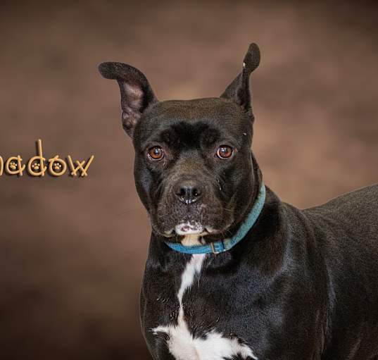 Photo of Shadow