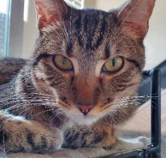 Photo of Tinker