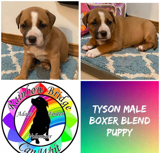 Photo of Tyson