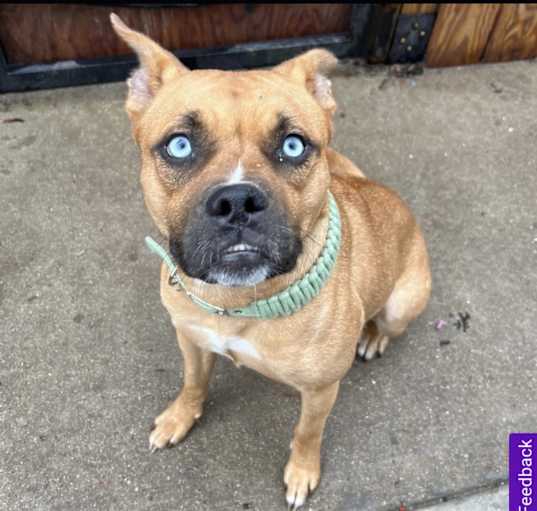 Photo of Willow
