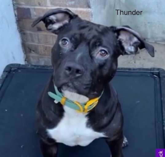 Photo of Thunder