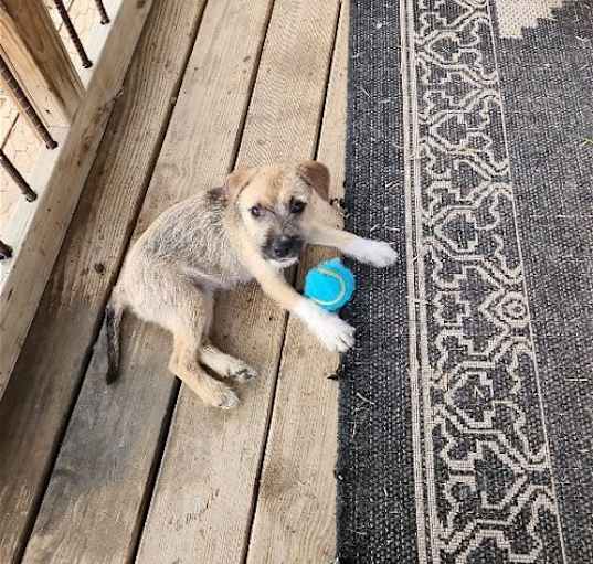 Photo of Ginger