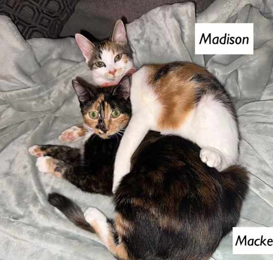 Photo of Madison (adopted McKenzie