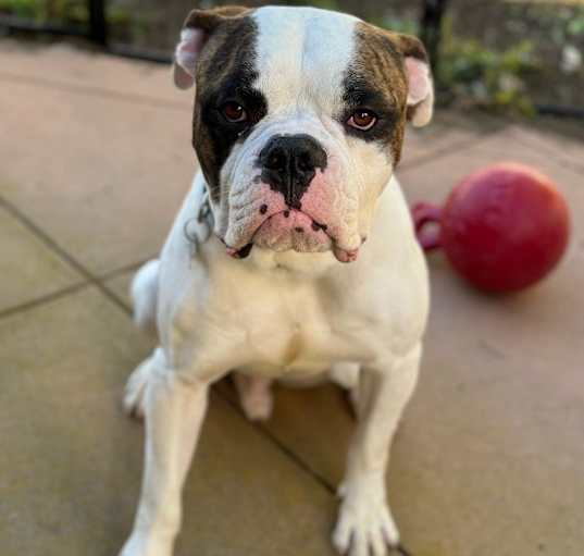 Photo of Rocket