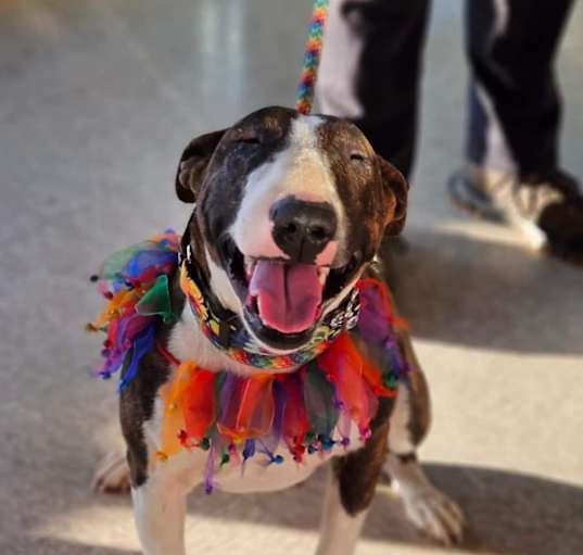 Photo of Xena