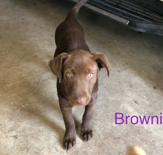 Photo of Brownie