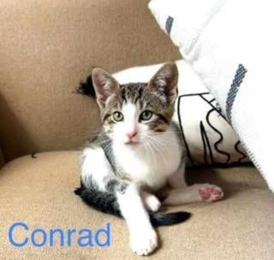 Photo of Conrad