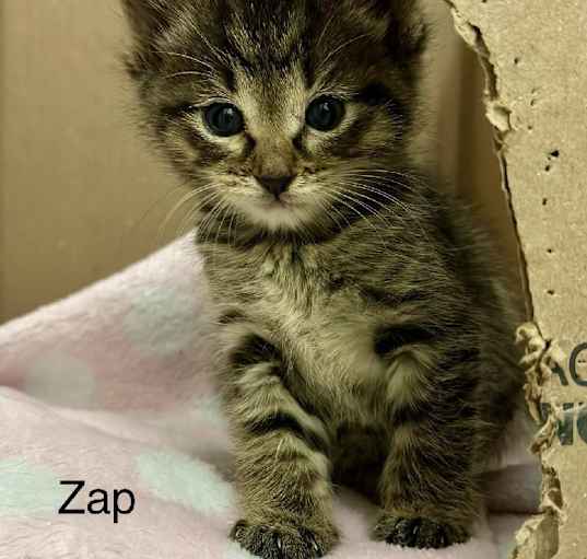 Photo of Zap