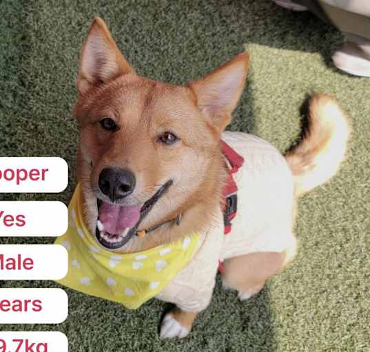Photo of Cooper(D)