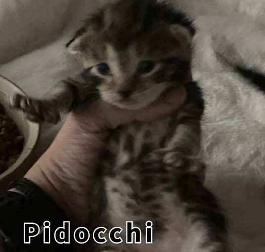 Photo of Pidocchi