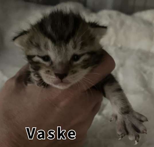 Photo of Vaske